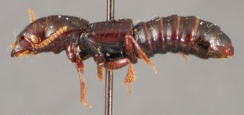 Media type: image;   Entomology 20234 Aspect: habitus lateral view